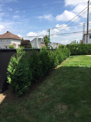 Installation de cèdres mascouche