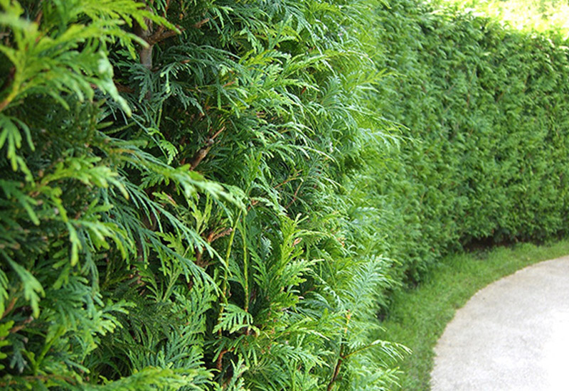 Installation de cèdre cultivé noir